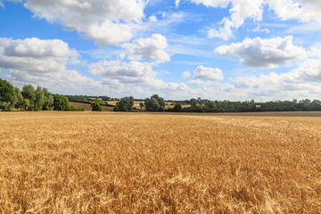 Farm Landscape