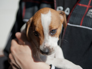 Cute two months old Danish Swedish Farmdog puppy. This breed, which originates from Denmark and southern Sweden is lively and friendly.