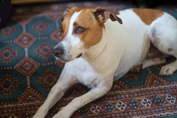 Three years old Danish Swedish Farmdog. This breed, which originates from Denmark and southern Sweden is lively and friendly.