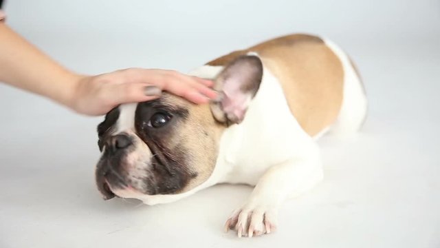 the landlady strokes and scratches her dog. care for your pet. funny little French bulldog