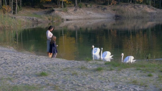 mother and her beloved daughter walk in the evening park, they feed swans on the shore of the lake