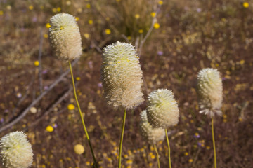 Large Green Pussytail (Ptilotus macrocephalus) Wiluna, Western Australia, Australia