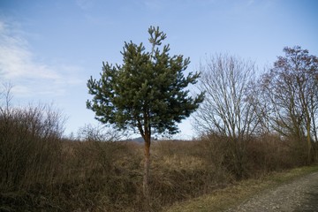 Trees in the forest. Slovakia	