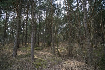 Trees in the forest. Slovakia	