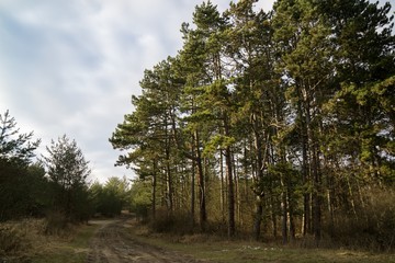 Obraz premium Trees in the forest. Slovakia 