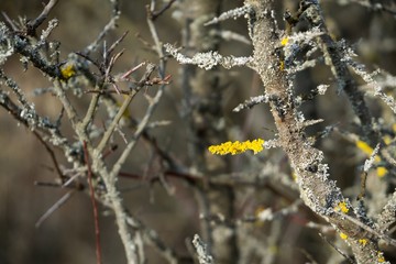 Dry branch covered by mushroom and moss. Slovakia