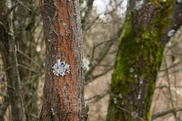 Dry branch covered by mushroom and moss. Slovakia