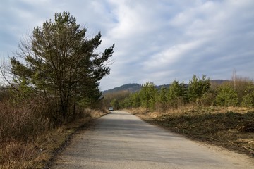 Magic trees and paths in the forest. Slovakia