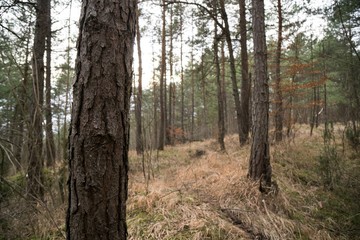 Obraz premium Trees in the forest. Slovakia