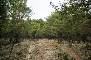 Jumping pump track trail for bicycle built in the middle of the woods. Slovakia