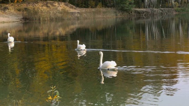 a family of swans swims in the lake, in the water a beautiful reflection of autumn trees, the beauty of wildlife