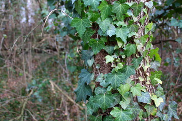 Obraz premium Edera infestante in Inverno