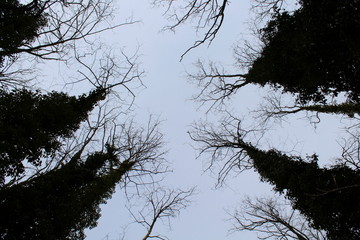 Panorama nel Bosco in Inverno
