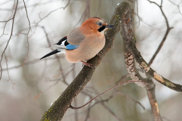 Eurasian jay (Garrulus glandarius) sitting on a branch in a forest.