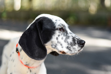 Dalmatian mix large puppy with floppy ears 