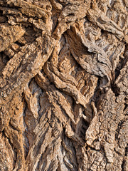 Cork bark.