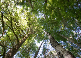 Tree and Sky