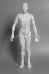 Medical acupuncture model of human 