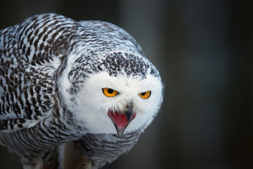 Portrait of screaming Snowy owl, Bubo scandiacus from direct view. Famous white owl with black spots, bright yellow eyes and opened beak.  Animal action scene, winter, Manitoba, Canada.