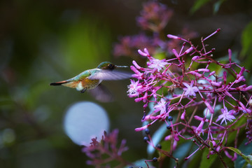 Volcano hummingbird, Selasphorus flammula, male with brilliant wine-colored gorget feeding on nectar from tiny violet flowers. Endemit to Highlands of Costa Rica and Panama. Cordillera de Talamanca.