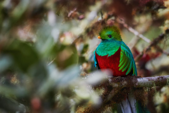Portrait of Resplendent Quetzal, Pharomachrus mocinno, red and sparkling green, long-tailed tropical bird, sacred to Maya and Aztec peoples. Symbol of rainforest wildlife. Talamanca, Costa Rica.