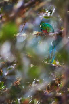 Threatened Resplendent Quetzal, Pharomachrus mocinno, colorful long-tailed tropical bird. Red and sparkling green bird in rainforest environment. View through blurred leaves of wild avocado tree.