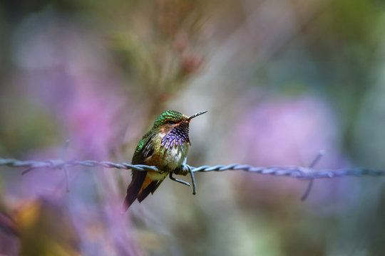 Volcano hummingbird, Selasphorus flammula, rare bird, endemit to mountains of Costa Rica and Panama. Male perched on barbed wire against colorful, blurred forest. Cordillera de Talamanca, Costa Rica.