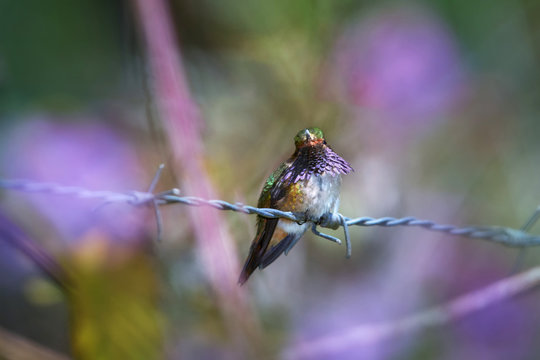 Volcano hummingbird, Selasphorus flammula, male with brilliant wine-colored gorget, rare tiny bird, restricted to Highlands of Costa Rica and Panama. Cordillera de Talamanca, Costa Rica.