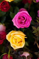 Roses at a Flower Show