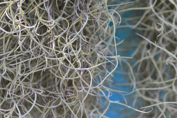 Pattern of horseradish