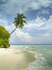 Fototapeta na wymiar summer sunny day on coral island with alone palm and emerald water on Maldives island