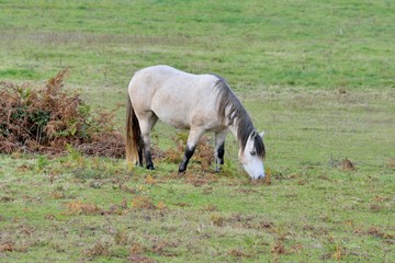 Joli cheval blanc avec une crinière grise, dans un champ