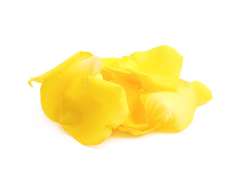 Yellow rose petal isolated