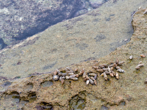 Seashore molluscs - snails, on the tide line.