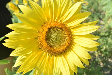 sunflower
