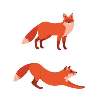 Illustration of red fox isolated on white background. Stretching and standing fox animal vector illustration