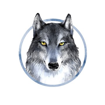 Wolf . Watercolor illustration