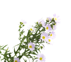 Fototapeta premium Wild violet flower isolated