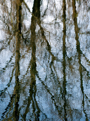Obraz premium Winter bare trees reflected in rippling water.