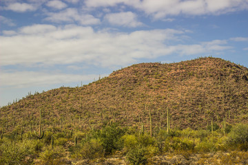 Hillside Of Saguaro Cactus