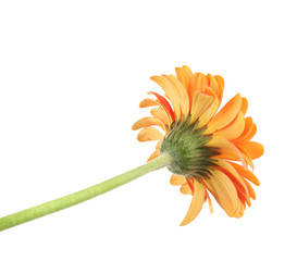 Gerbera flower isolated