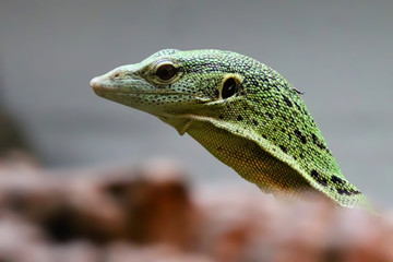 Green Lizard