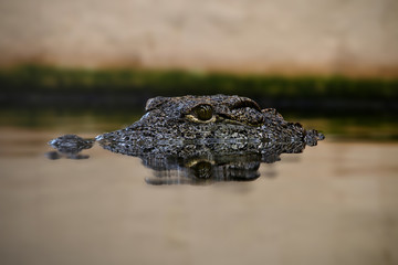 Crocodile