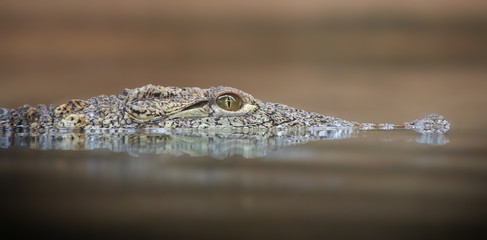Crocodile