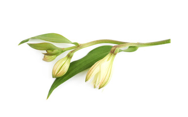Green lilly flower isolated