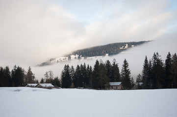 La foresta innevata