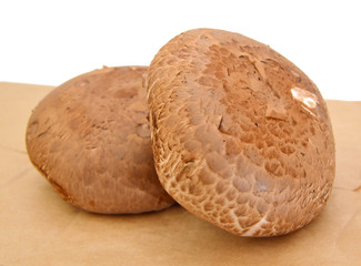 Portabello Mushroom isolated against white background.
