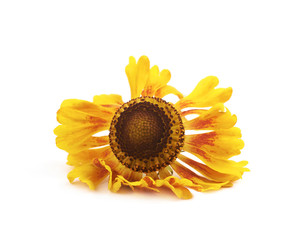 Dried decorational flower isolated