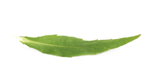 Green leaf isolated