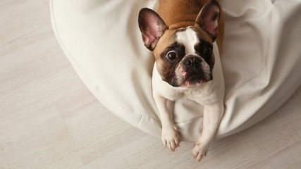 the dog barks. a displeased French bulldog barking at home on a white sunbed in a bright interior.